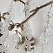 Настенный Светильник Fairytree Wall Imperiumloft 167148-26 - фото