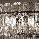 Подвесная люстра Arte Lamp NICOLETTA A1051SP-10CC - фото