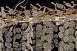 Люстра подвесная Dio D'Arte Elite Tavenna H 1.5.150x48.102 G - фото