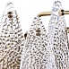 Настенный светильник Divinare AMELIE 6003/01 AP-1 - фото