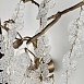 Настенный Светильник Fairytree Wall Imperiumloft 167148-26 - фото