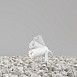 Ландшафтный светильник Outdoor Bern O050FL-L5W3K - фото